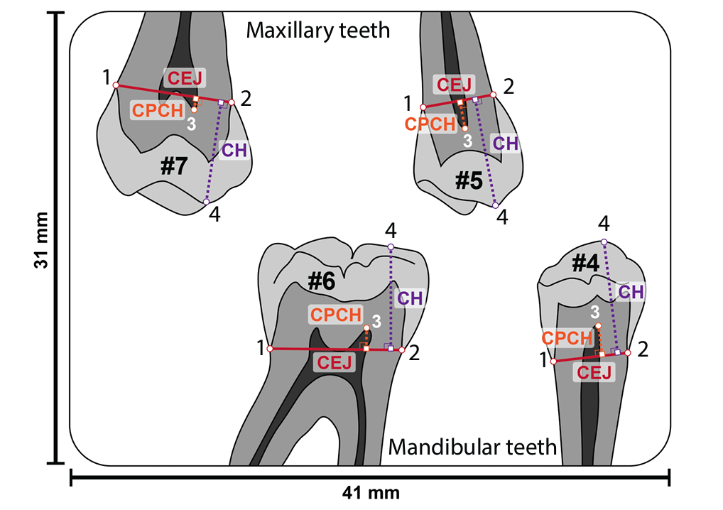 DentistryAI_age-gender.png